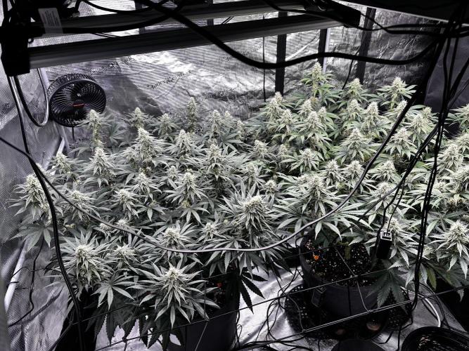 Mimosa by RQS. Week 10