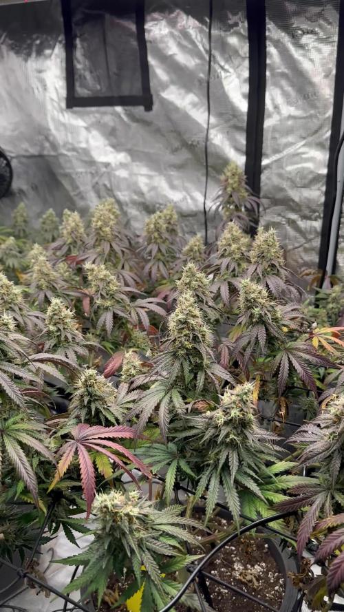 Mimosa by RQS