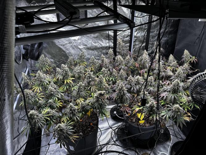 Mimosa . Week 13