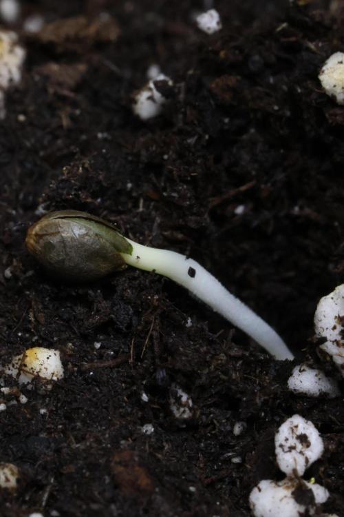 London Pound Cake. Week 0