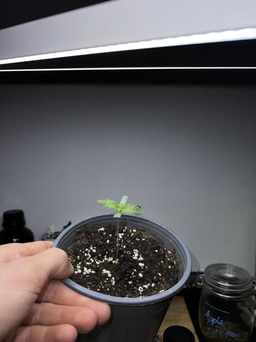 London Pound Cake. Week 1