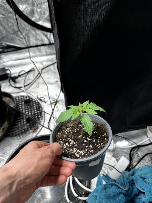 London Pound Cake. Week 2