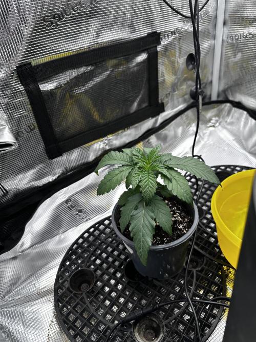 London Pound Cake. Week 2