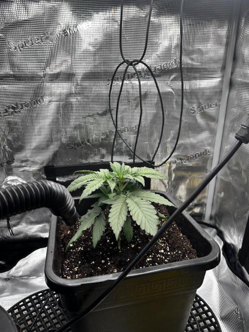 London Pound Cake. Week 3