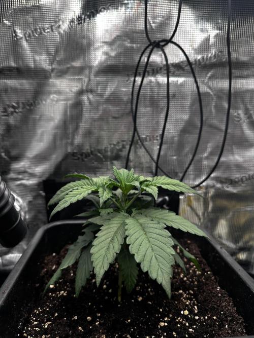 London Pound Cake. Week 3