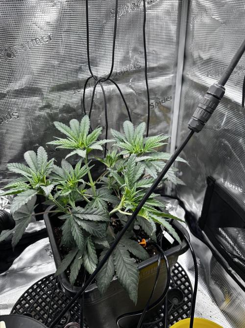 London Pound Cake. Week 4