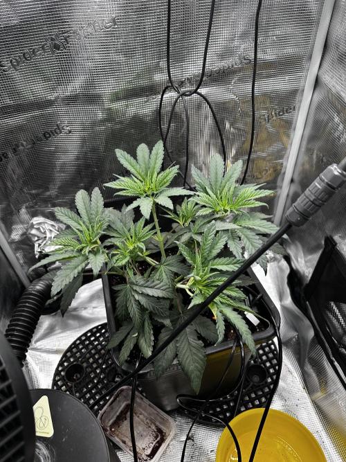London Pound Cake. Week 4