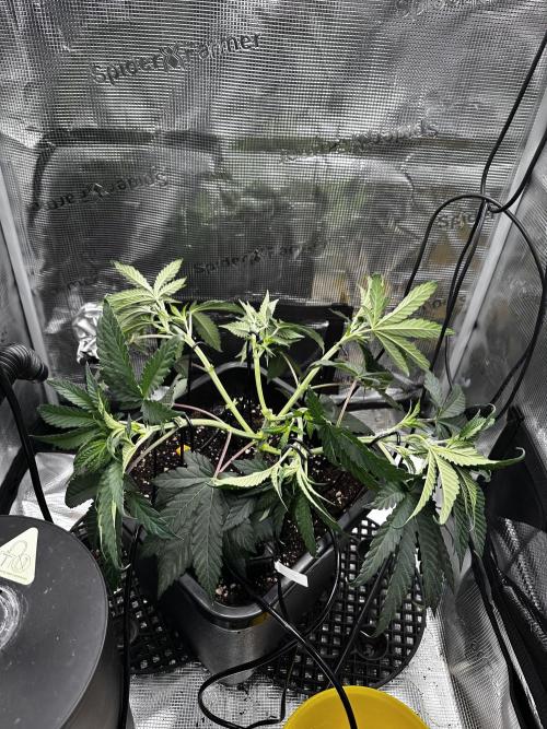 London Pound Cake. Week 5