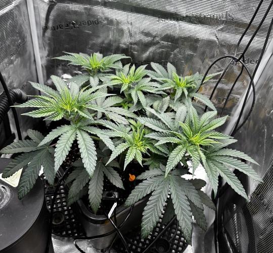 London Pound Cake. Week 5