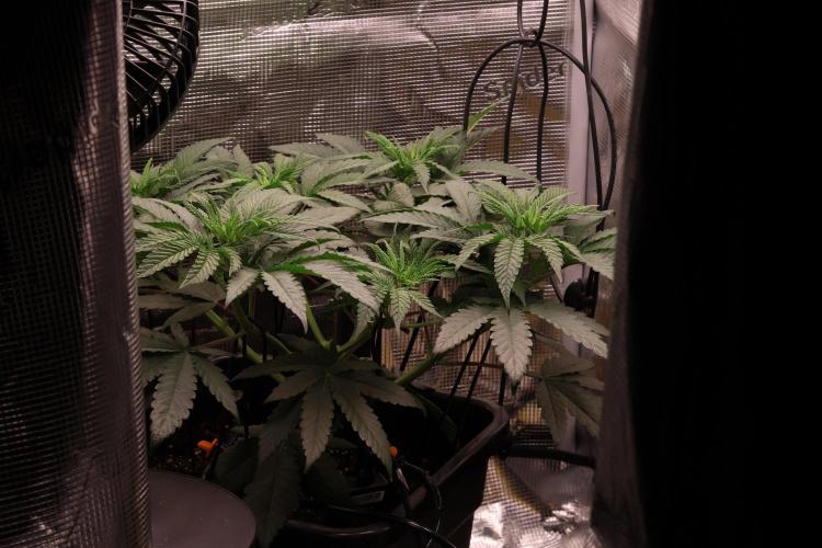 London Pound Cake. Week 5
