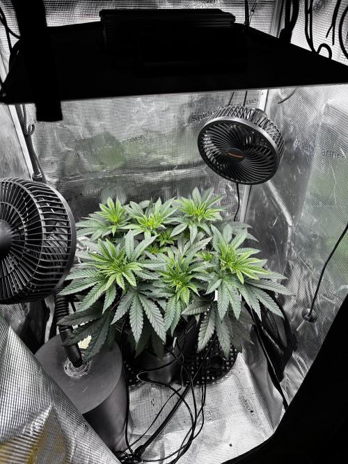 London Pound Cake. Week 5