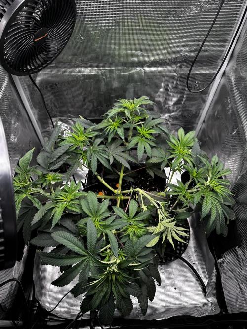London Pound Cake. Week 6