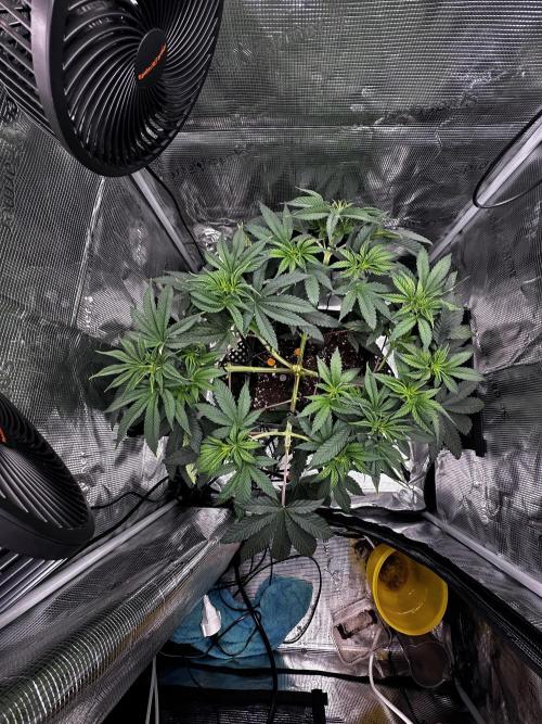 London Pound Cake. Week 6