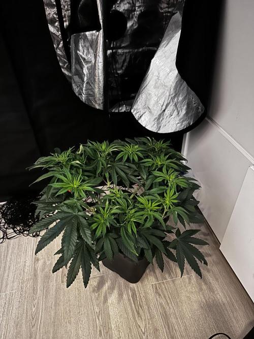 London Pound Cake. Week 6