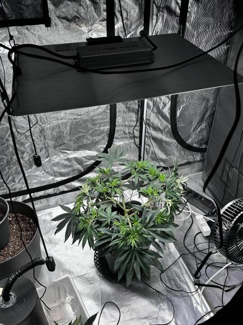 London Pound Cake. Week 6