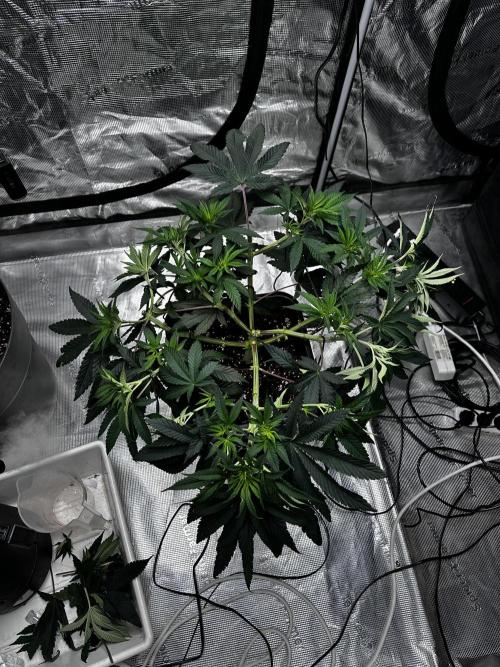 London Pound Cake. Week 6