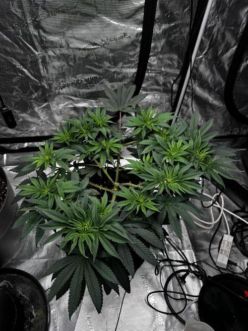 London Pound Cake. Week 7