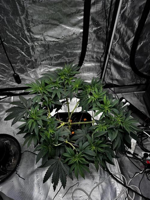 London Pound Cake. Week 7