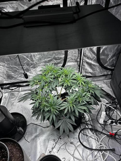 London Pound Cake. Week 7