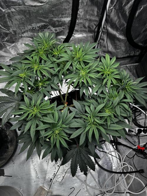 London Pound Cake. Week 7