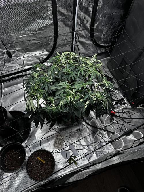 London Pound Cake. Week 7