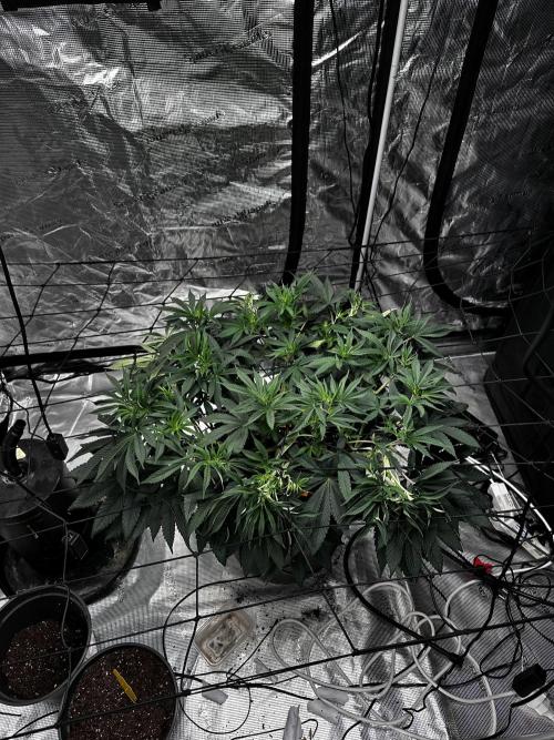 London Pound Cake. Week 7