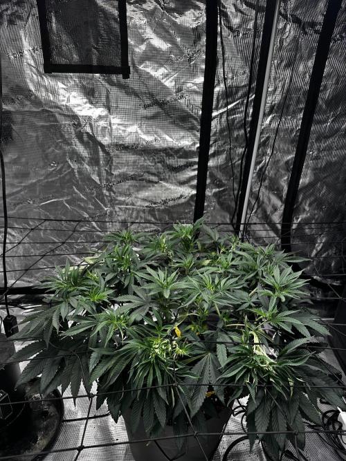 London Pound Cake. Week 8