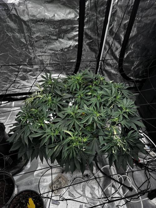 London Pound Cake. Week 8