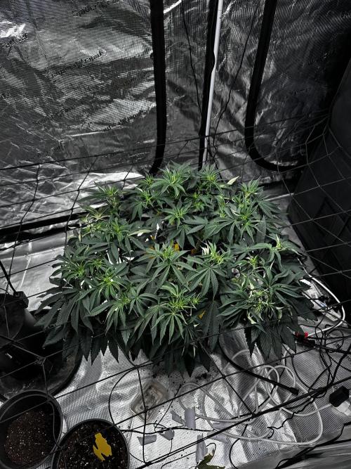 London Pound Cake. Week 8