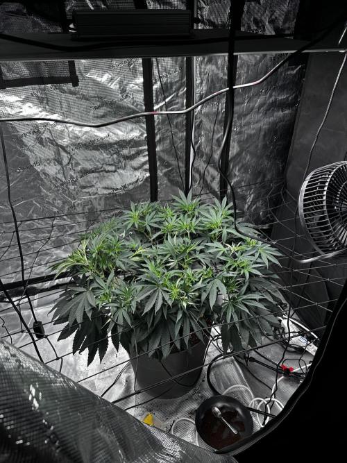 London Pound Cake. Week 8