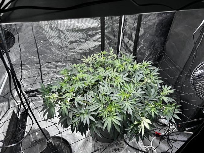 London Pound Cake. Week 9