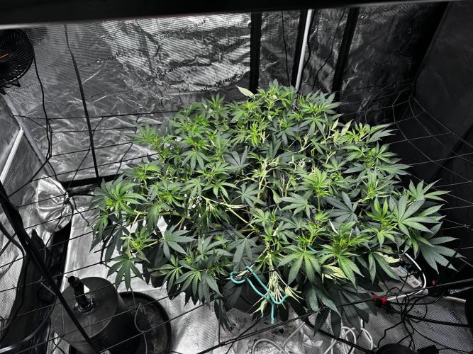 London Pound Cake. Week 9