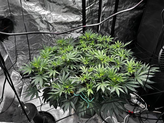 London Pound Cake. Week 9