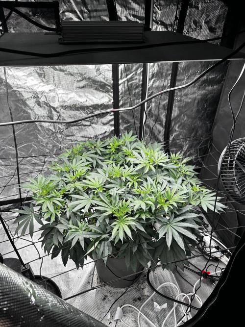 London Pound Cake. Week 10