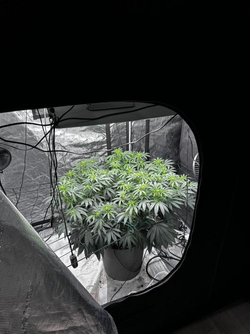 London Pound Cake. Week 10