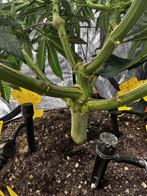 London Pound Cake. Week 11