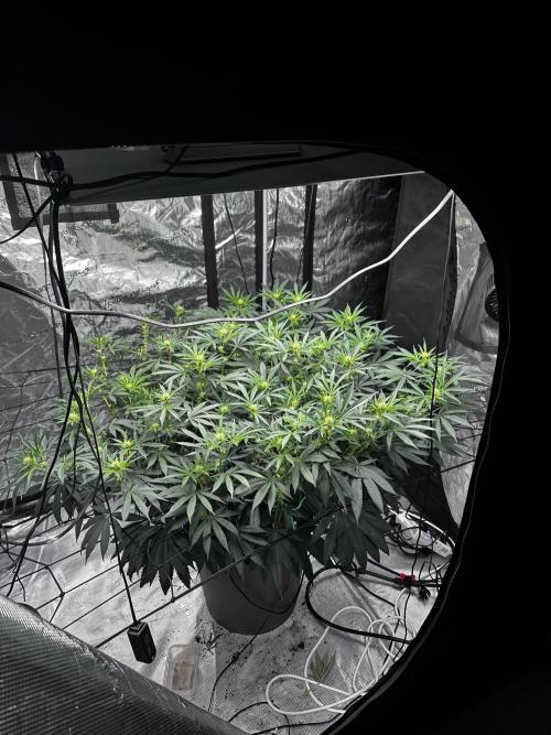 London Pound Cake. Week 11
