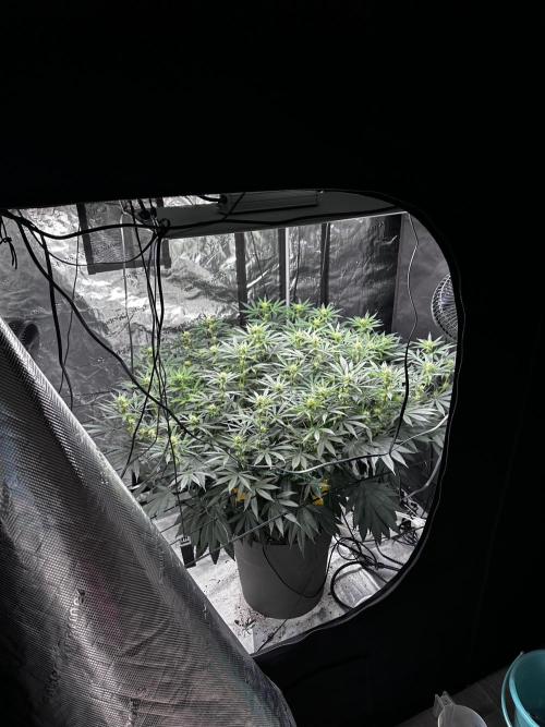 London Pound Cake. Week 11