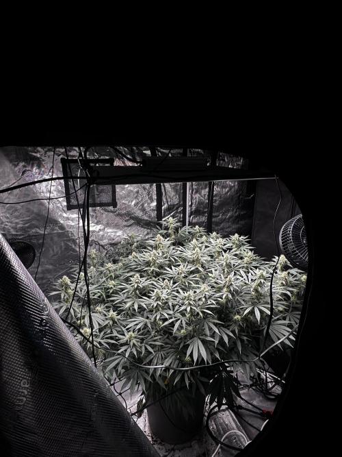 London Pound Cake. Week 12