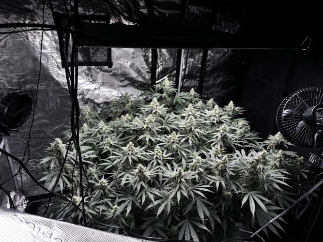 London Pound Cake. Week 13