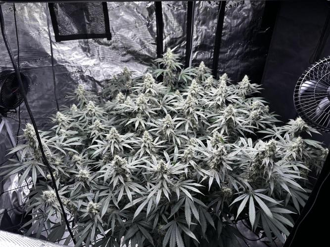 London Pound Cake. Week 13