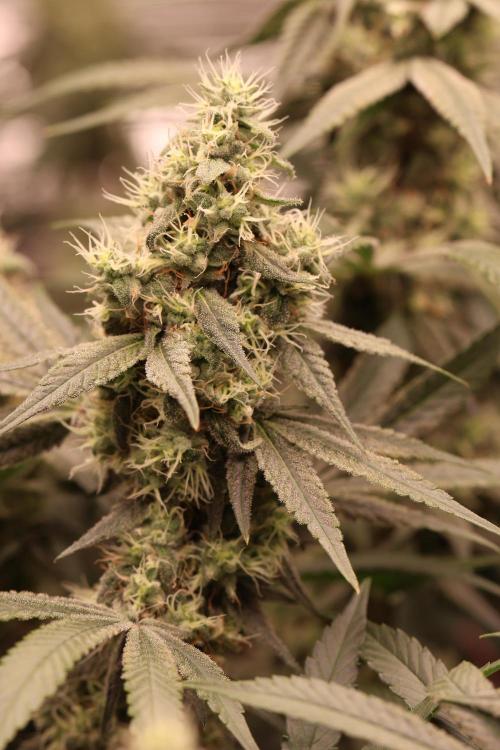 London Pound Cake. Week 13