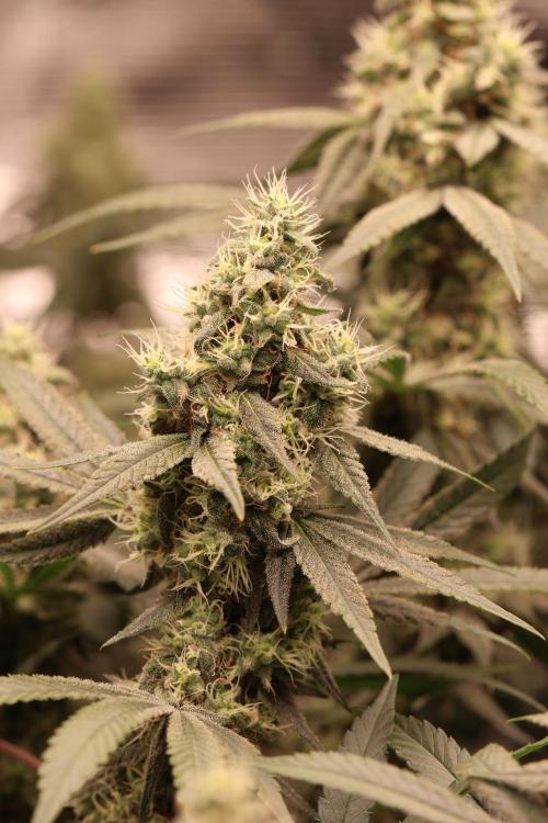 London Pound Cake. Week 13