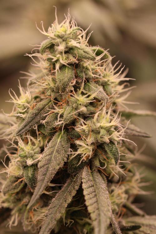 London Pound Cake. Week 13