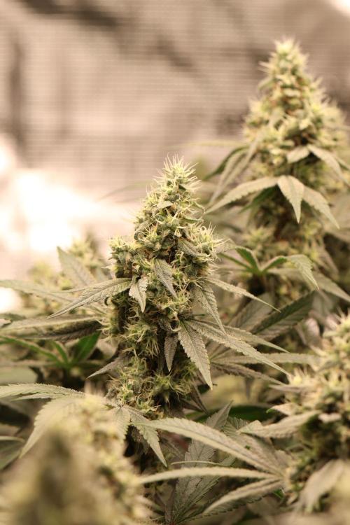 London Pound Cake. Week 13