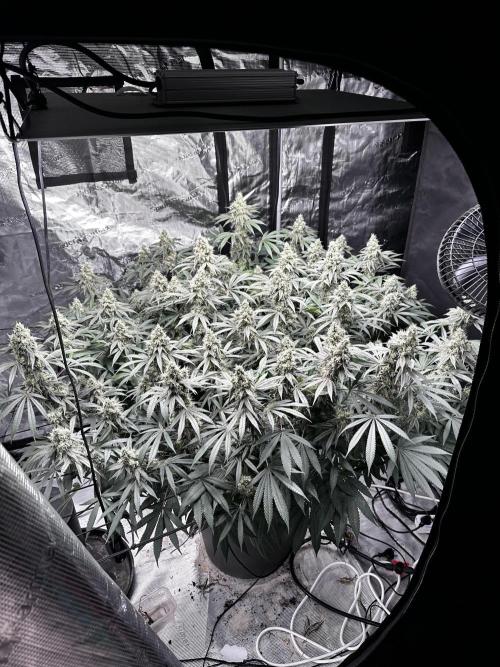 London Pound Cake. Week 14