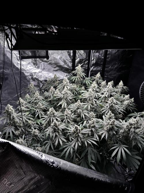 London Pound Cake. Week 14