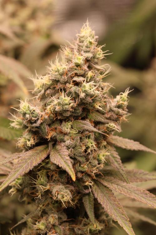 London Pound Cake. Week 15