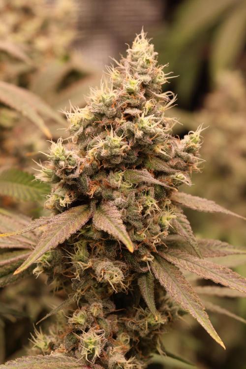 London Pound Cake. Week 15