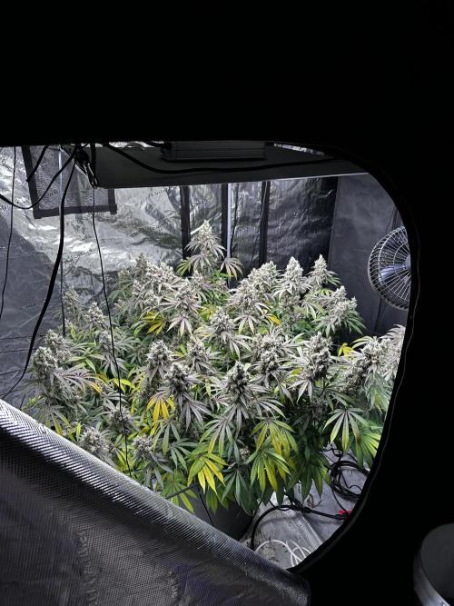 London Pound Cake. Week 15